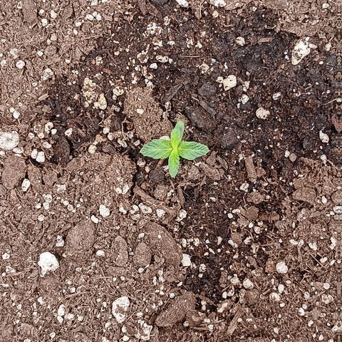 Ice dream cake seedsman seeds ×2 growlog timeline photo