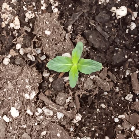 Ice dream cake seedsman seeds ×2 growlog timeline photo