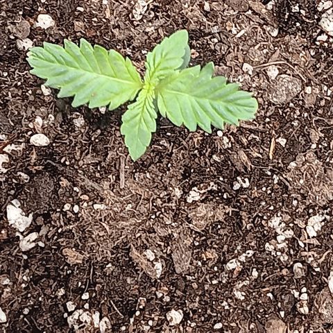 Purple bubba kush ×2 growlog timeline photo