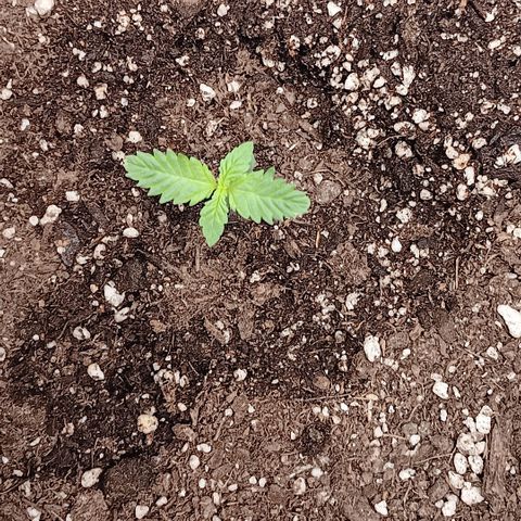 Purple bubba kush ×2 growlog timeline photo