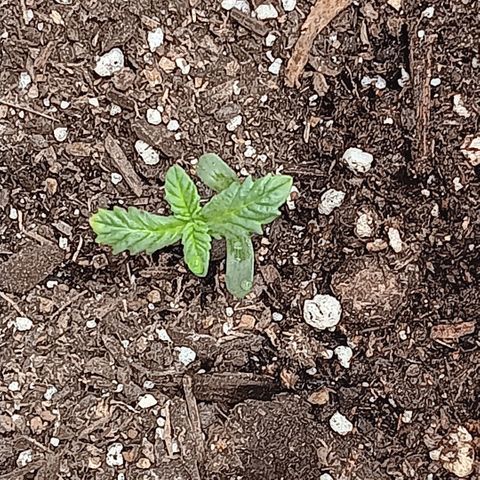 Purple bubba kush ×2 growlog timeline photo