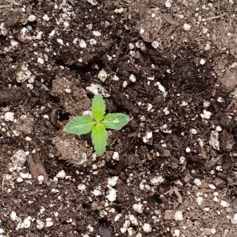 Ice dream cake seedsman seeds ×2 growlog timeline photo