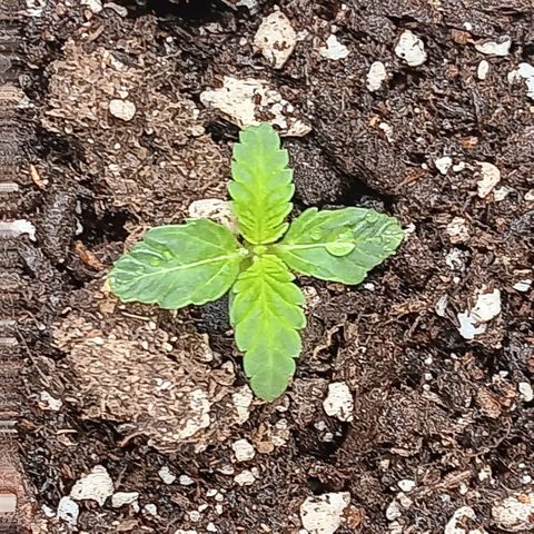 Ice dream cake seedsman seeds ×2 growlog timeline photo