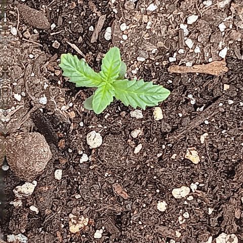 Purple bubba kush ×2 growlog timeline photo