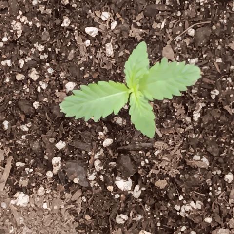 Purple bubba kush ×2 growlog timeline photo
