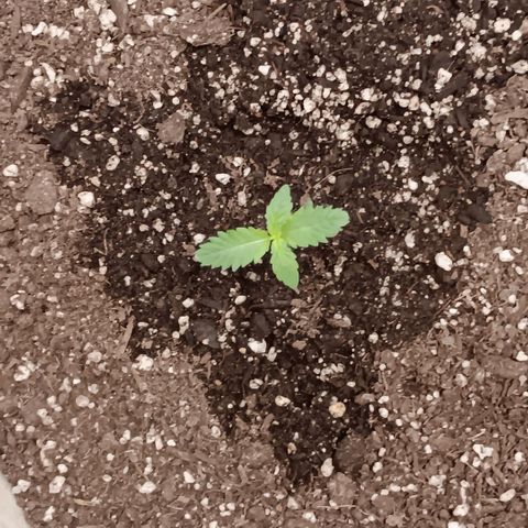 Purple bubba kush ×2 growlog timeline photo