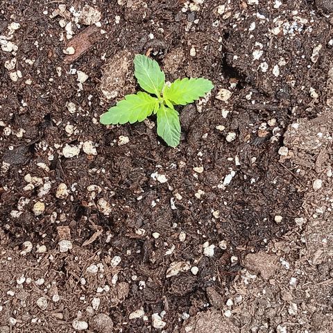 Ice dream cake seedsman seeds ×2 growlog timeline photo