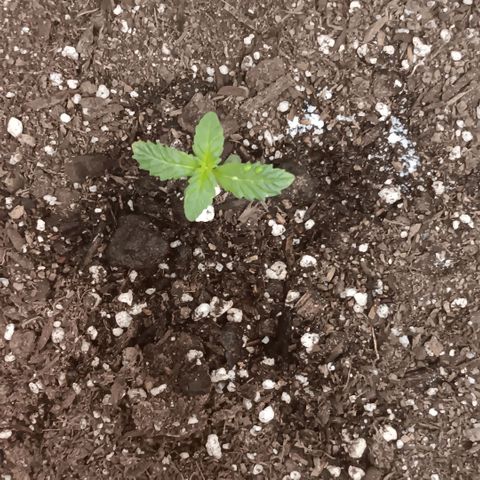 Purple bubba kush ×2 growlog timeline photo
