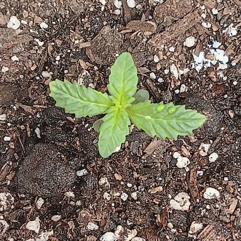 Purple bubba kush ×2 growlog timeline photo