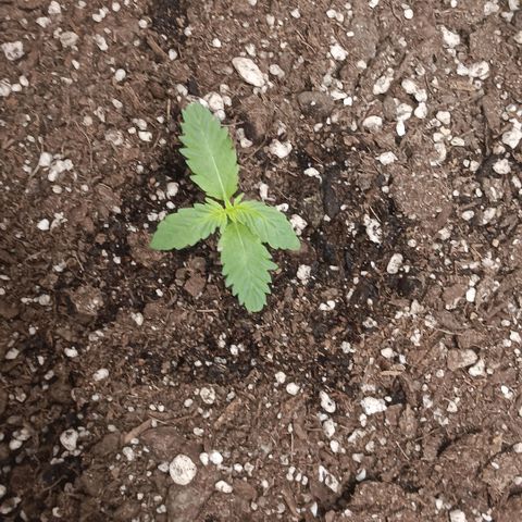 Purple bubba kush ×2 growlog timeline photo