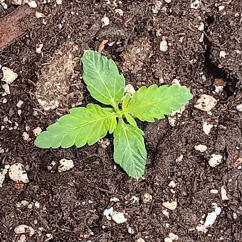 Ice dream cake seedsman seeds ×2 growlog timeline photo