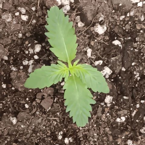 Purple bubba kush ×2 growlog timeline photo