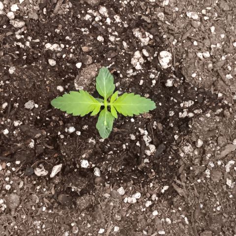 Ice dream cake seedsman seeds ×2 growlog timeline photo
