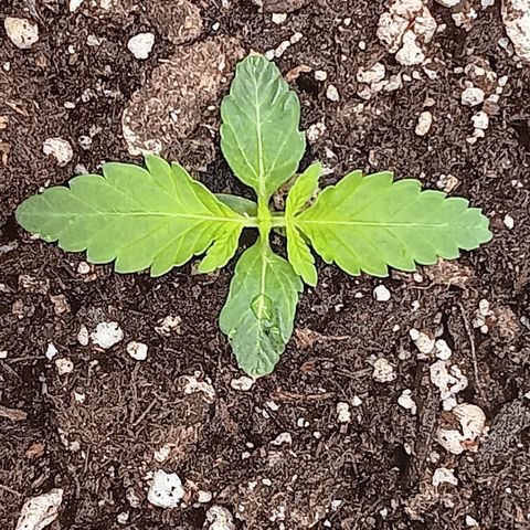Ice dream cake seedsman seeds ×2 growlog timeline photo