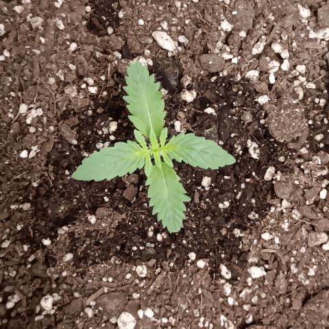 Purple bubba kush ×2 growlog timeline photo