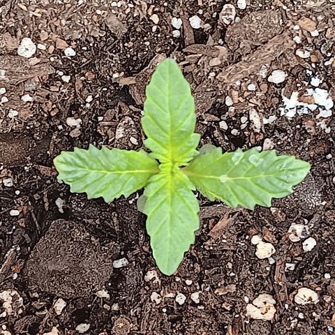 Purple bubba kush ×2 growlog timeline photo
