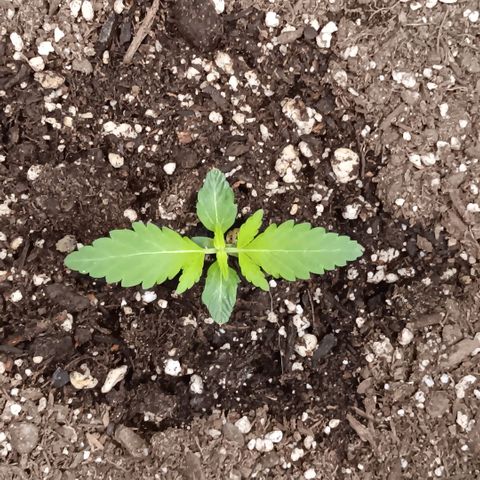 Ice dream cake seedsman seeds ×2 growlog timeline photo