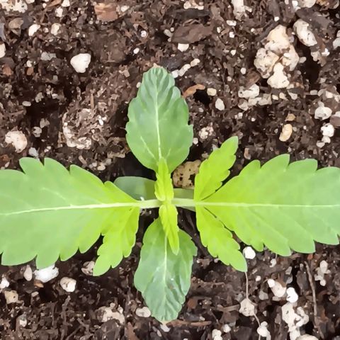 Ice dream cake seedsman seeds ×2 growlog timeline photo