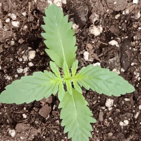 Purple bubba kush ×2 growlog timeline photo