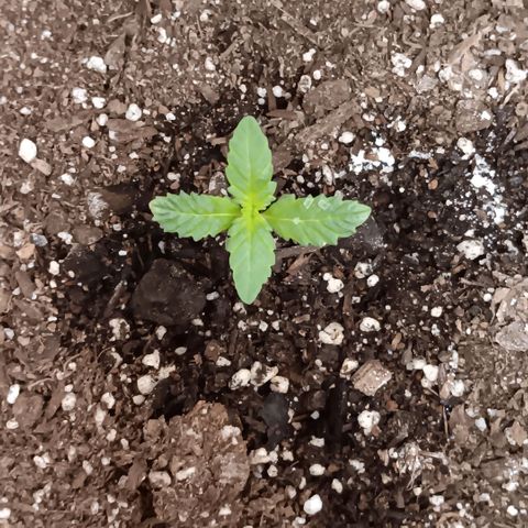Purple bubba kush ×2 growlog timeline photo
