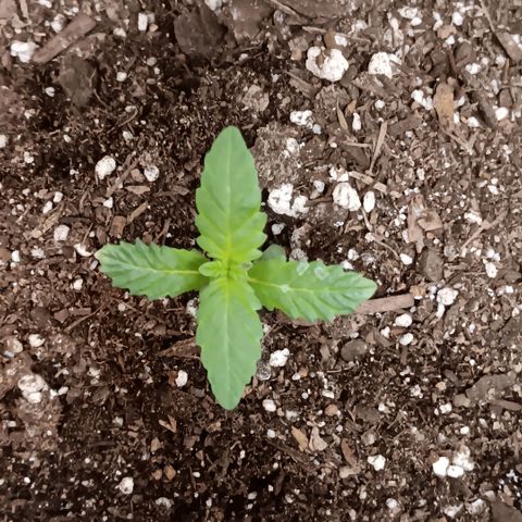 Purple bubba kush ×2 growlog timeline photo