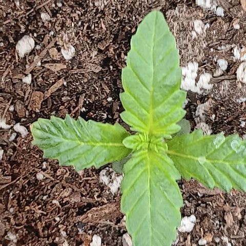 Purple bubba kush ×2 growlog timeline photo