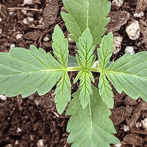 Purple bubba kush ×2 growlog timeline photo
