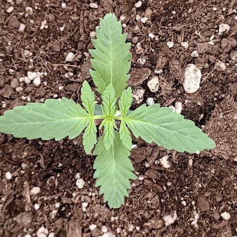 Purple bubba kush ×2 growlog timeline photo