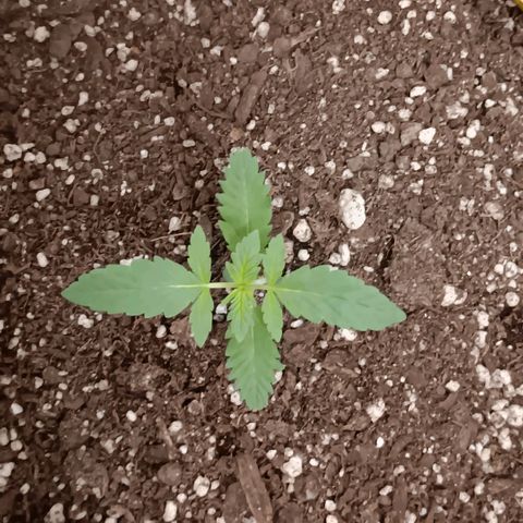 Purple bubba kush ×2 growlog timeline photo