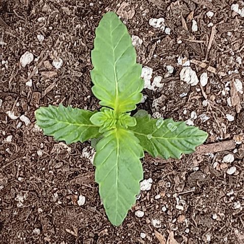 Purple bubba kush ×2 growlog timeline photo