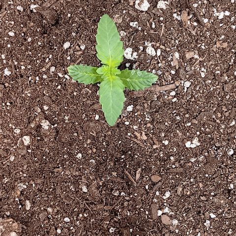 Purple bubba kush ×2 growlog timeline photo