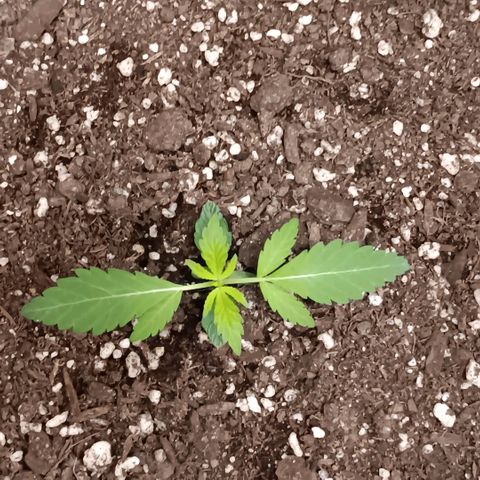 Ice dream cake seedsman seeds ×2 growlog timeline photo