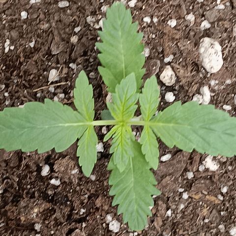 Purple bubba kush ×2 growlog timeline photo