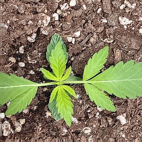 Ice dream cake seedsman seeds ×2 growlog timeline photo