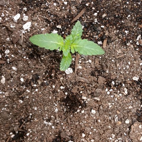 Purple bubba kush ×2 growlog timeline photo