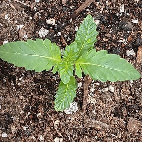 Purple bubba kush ×2 growlog timeline photo