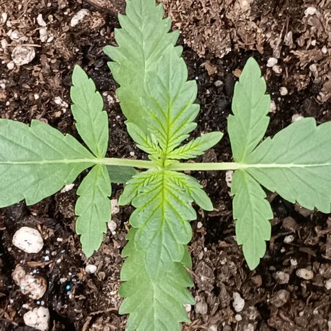 Purple bubba kush ×2 growlog timeline photo