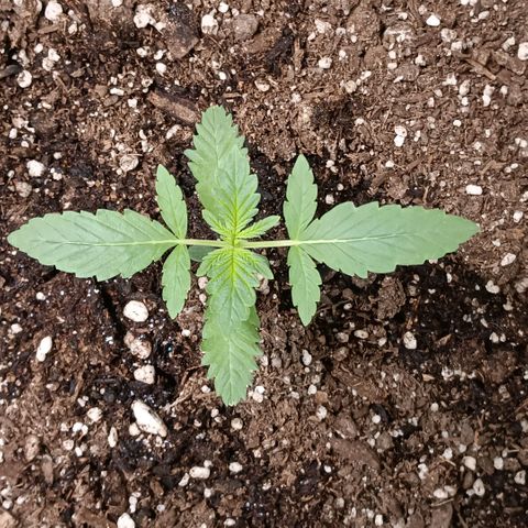 Purple bubba kush ×2 growlog timeline photo