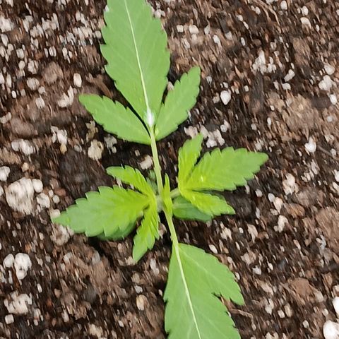 Ice dream cake seedsman seeds ×2 growlog timeline photo