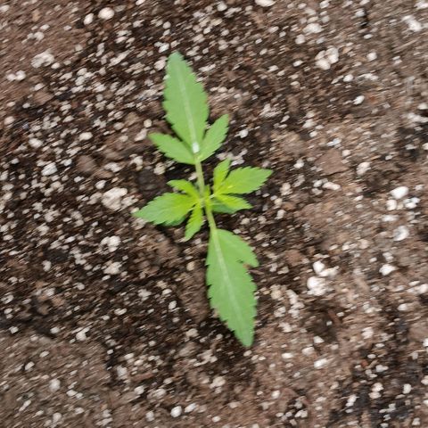 Ice dream cake seedsman seeds ×2 growlog timeline photo