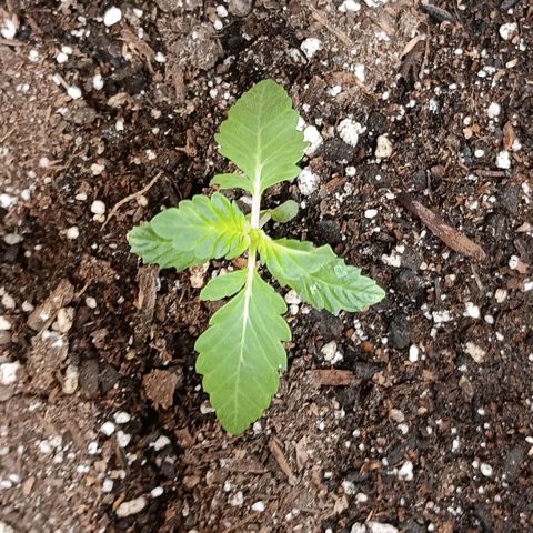 Purple bubba kush ×2 growlog timeline photo