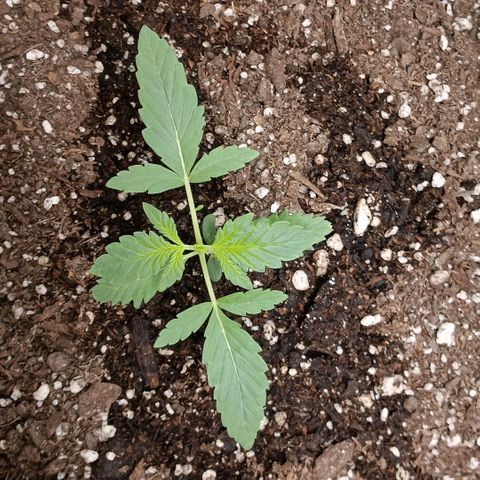 Purple bubba kush ×2 growlog timeline photo