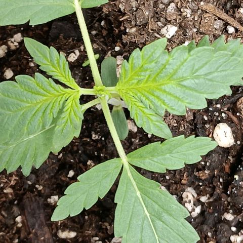 Purple bubba kush ×2 growlog timeline photo