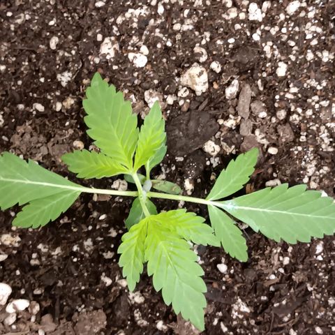 Ice dream cake seedsman seeds ×2 growlog timeline photo