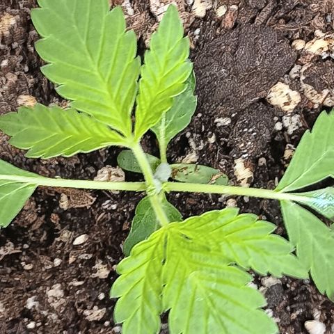 Ice dream cake seedsman seeds ×2 growlog timeline photo