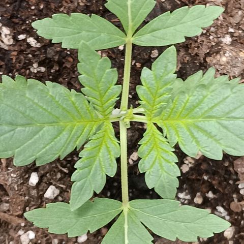 Purple bubba kush ×2 growlog timeline photo
