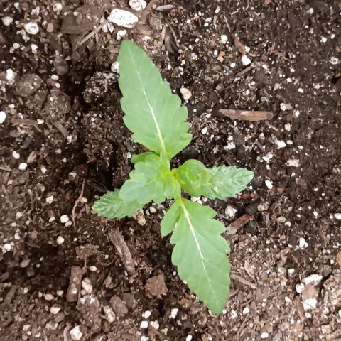 Purple bubba kush ×2 growlog timeline photo