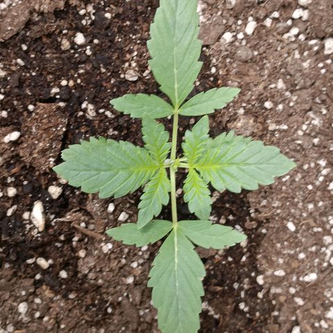 Purple bubba kush ×2 growlog timeline photo