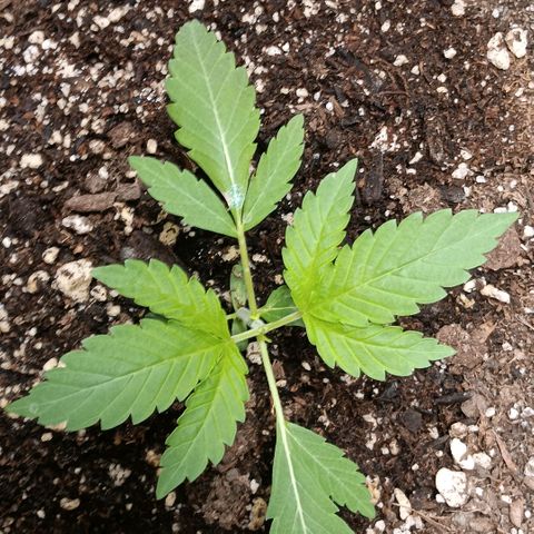 Ice dream cake seedsman seeds ×2 growlog timeline photo