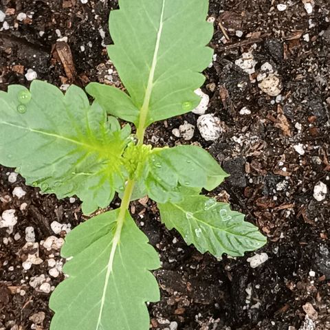 Purple bubba kush ×2 growlog timeline photo